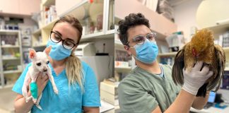 Geea Vet, cabinetul veterinar din Ploiești, unde animăluțele sunt îngrijite cu dragoste