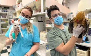 Geea Vet, cabinetul veterinar din Ploiești, unde animăluțele sunt îngrijite cu dragoste